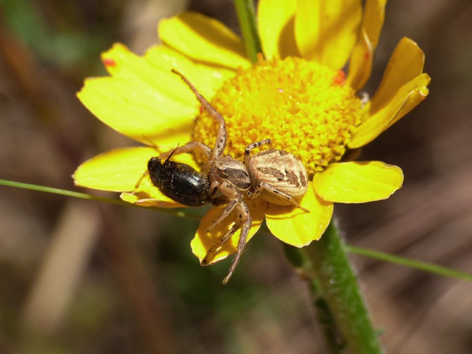 Paratriodonta romana (Melolonthidae)